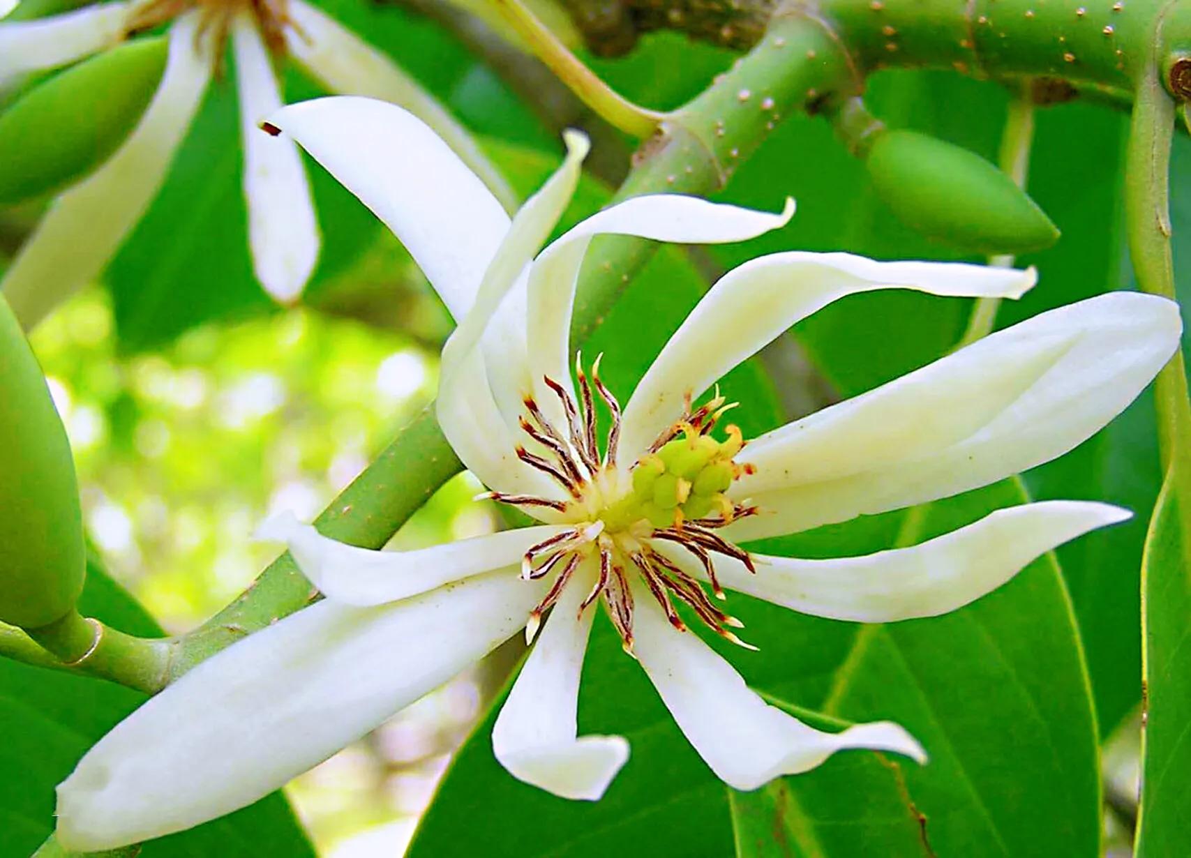 白蘭 木蘭科 含笑屬常綠喬木 花白色極香 花被10片披針形 李彬文 Mdeditor