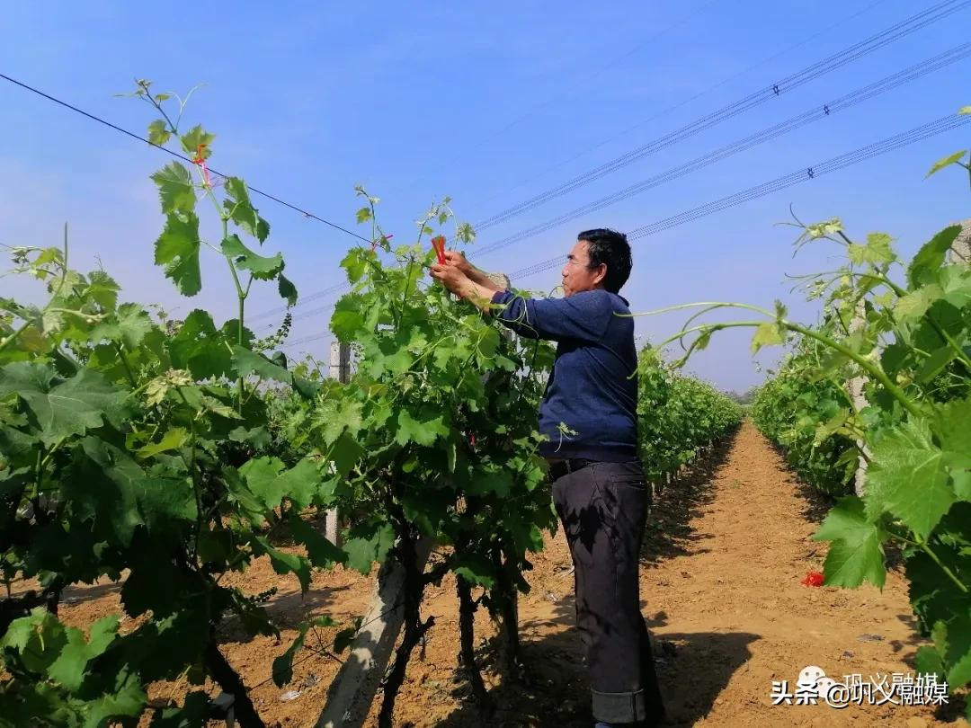 桑家溝村的葡萄園是一景,一排排錯落有致的花卉大棚又是另外一景.