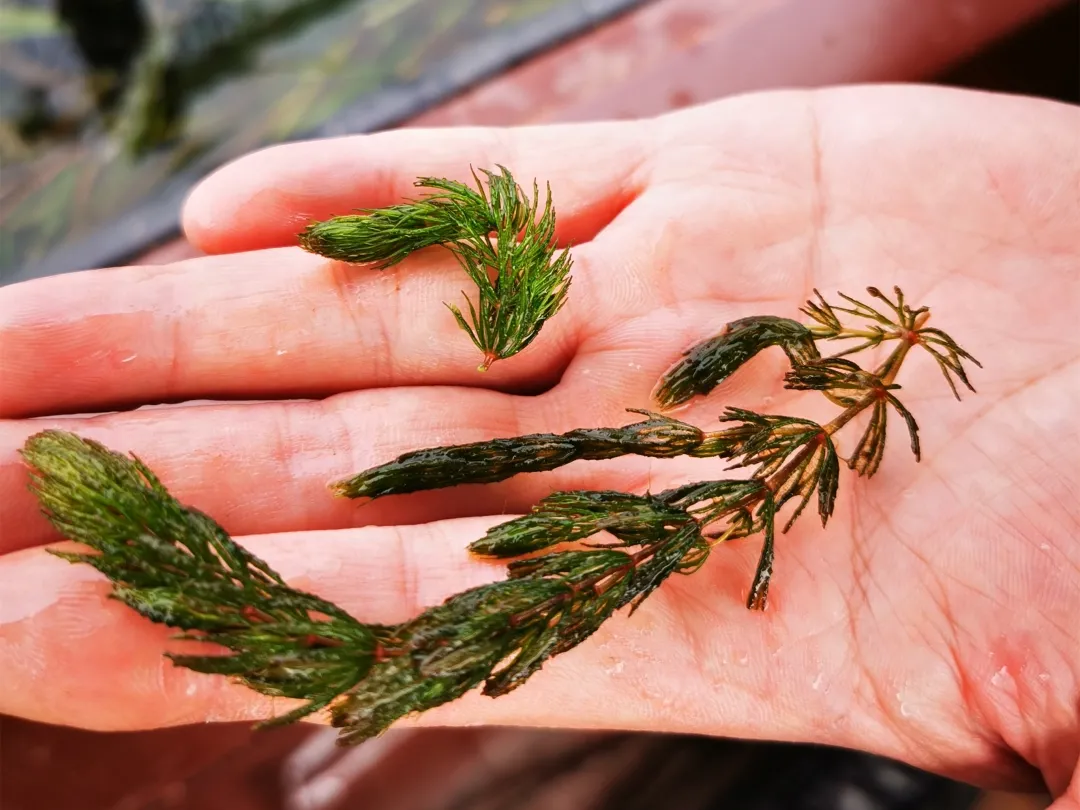 西湖種草人 飛鳥與禾 Mdeditor 西湖種草人 飛鳥與禾 Mdeditor
