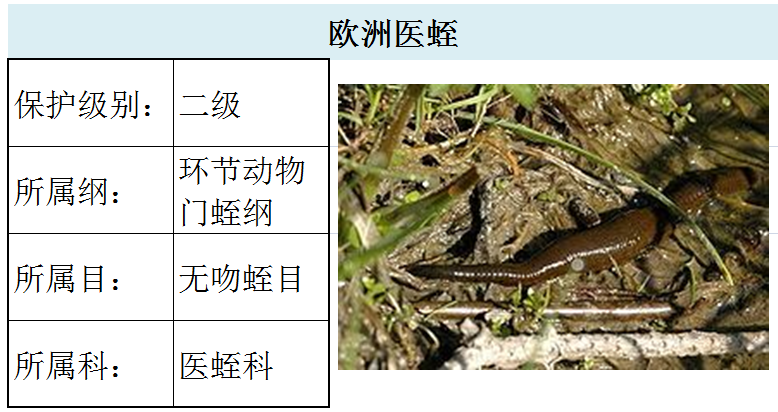 国家最新水生野生保护动物名录（共计三百余种），第2期