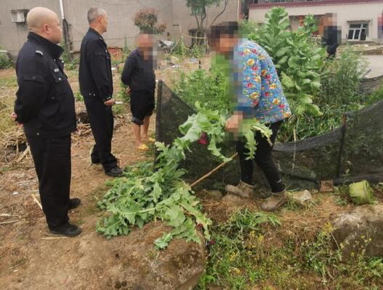 隆昌市金鹅街道与石燕桥镇联合铲毒“净边”