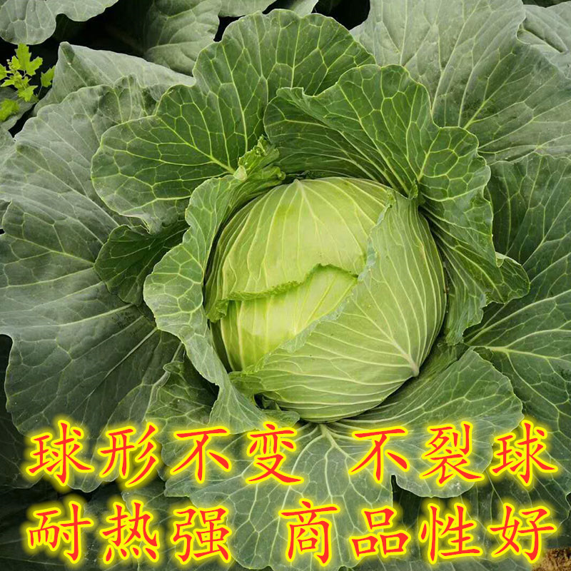 这一蔬菜水果种，耐高温工作能力强！合适全国各地绝大多数地域如今栽种