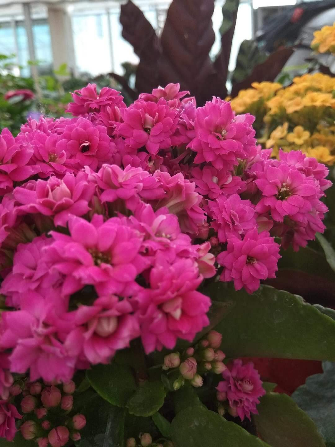 The most popular " year night is spent " , the Spring Festival raises casually, lively festival