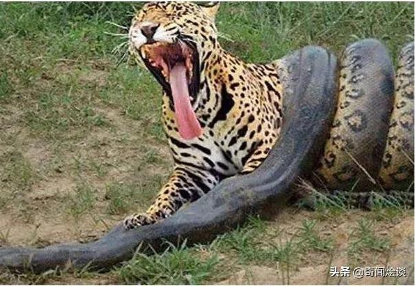 生吞活啃的动物残酷捕食瞬间被抓拍让人惊叹到过目不忘真壮观