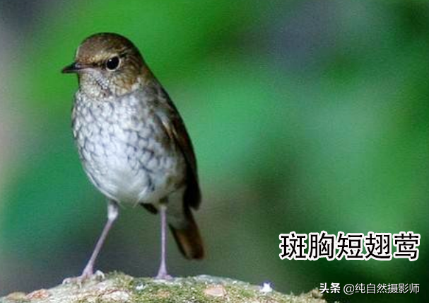 鸟叫声大全试听mp3中国最小鸟类49种您认识几种