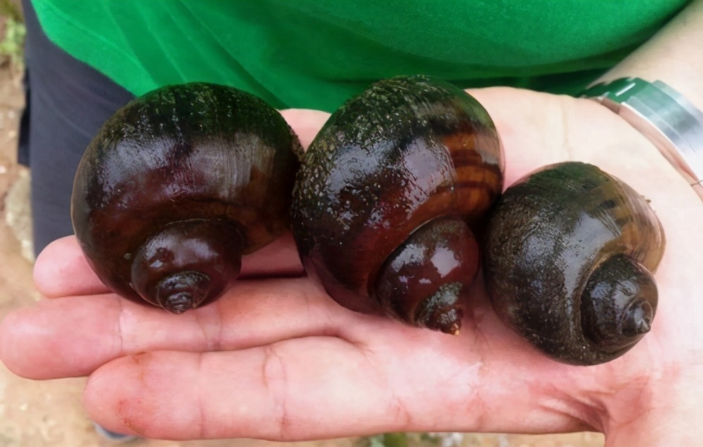 洱海的“失策”：福寿螺已呈现泛滥态势，为啥弄得一地鸡毛？
