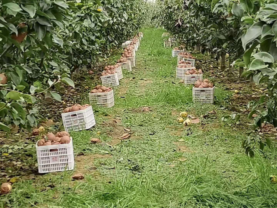 河南省方城县：种梨成“博士”订单“卖技术”