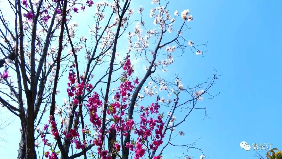 长汀县红叶公园 踏青赏花正当时鲜花盛开惹人醉 旅游资讯 长汀新闻网 长汀在线 长汀新闻中心