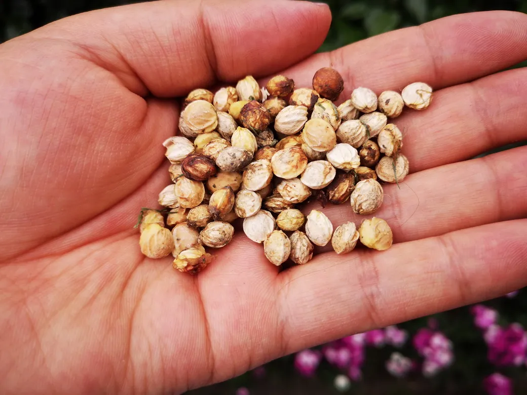 天府新区华阳幼儿园西区开展“幼儿园里的樱桃树”主题活动