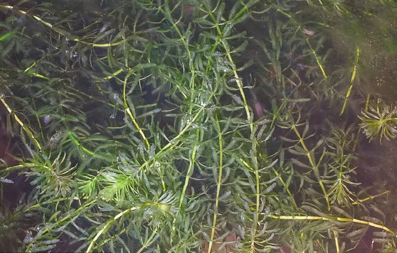 水草种类及栽培 水生草本植物是许多水生动物的栖身地和庇护所 实用养鱼 西南渔业网 丰祥渔业网 永川水花网 水产养殖专业网站欢迎您的光临