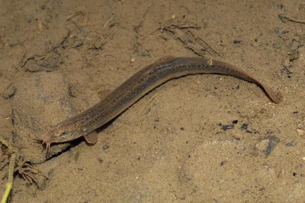 超强生命力的泥鳅气候鱼