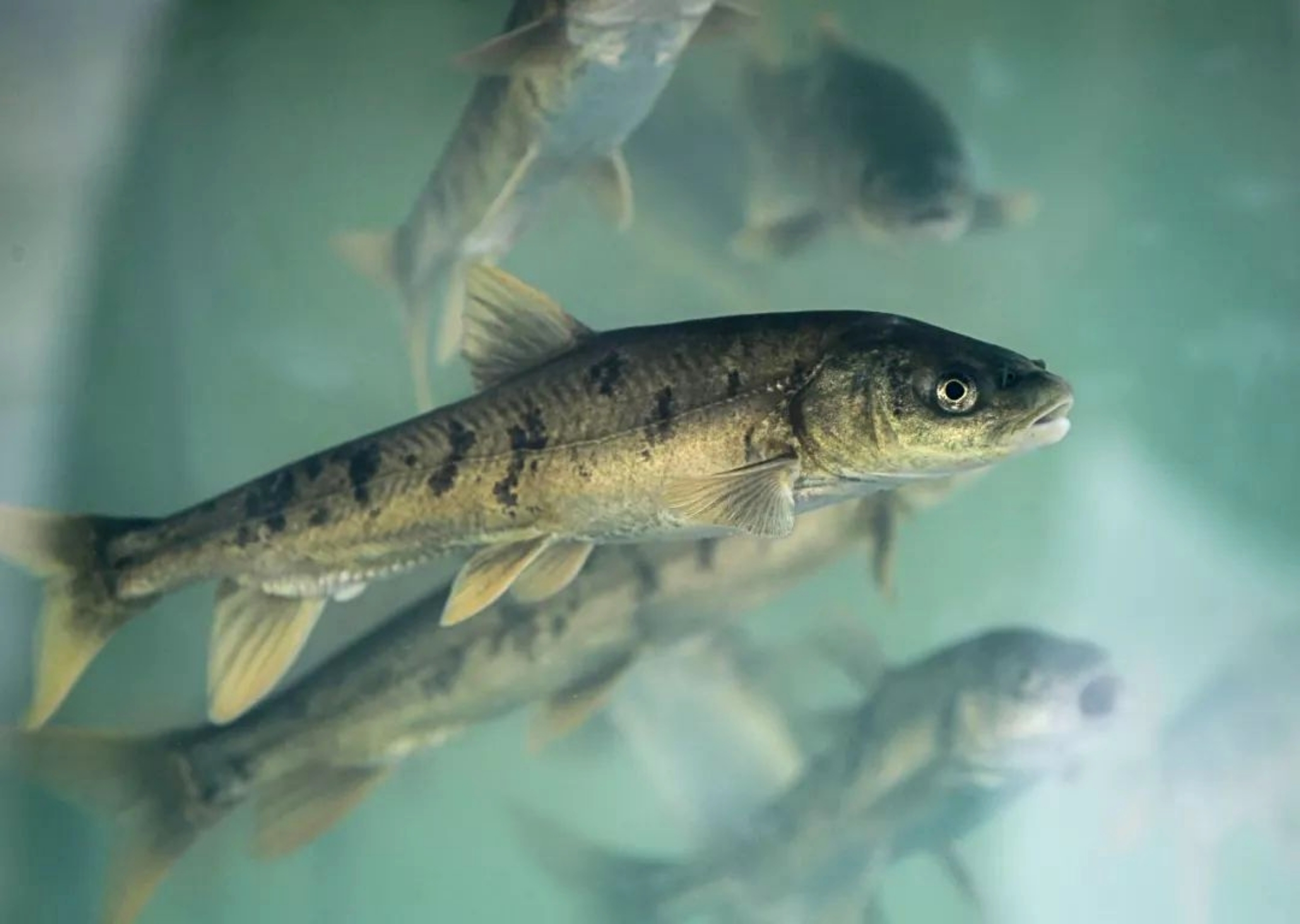 青海湖的财产3年被吃掉7万吨湟鱼陷入黑色市场