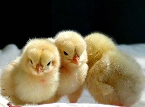 判断雏鸡健康的五种方法