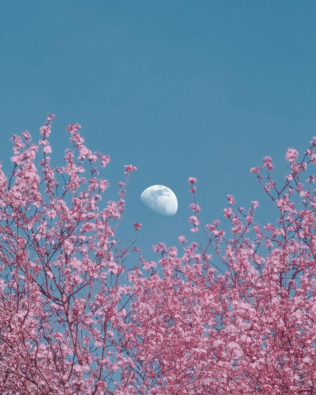 花與雲與月