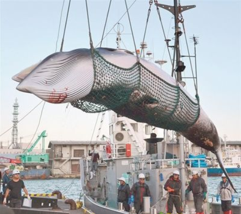 日本热衷于吃鲸鱼肉，鲸鱼肉到底好不好吃？