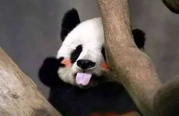 租借大熊猫每年每只100万美元，租期10年，最后，