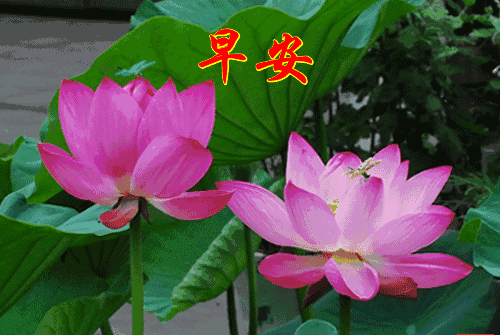 星期三最新版早安短信问候祝福语大全 把最美的祝福送给你图片