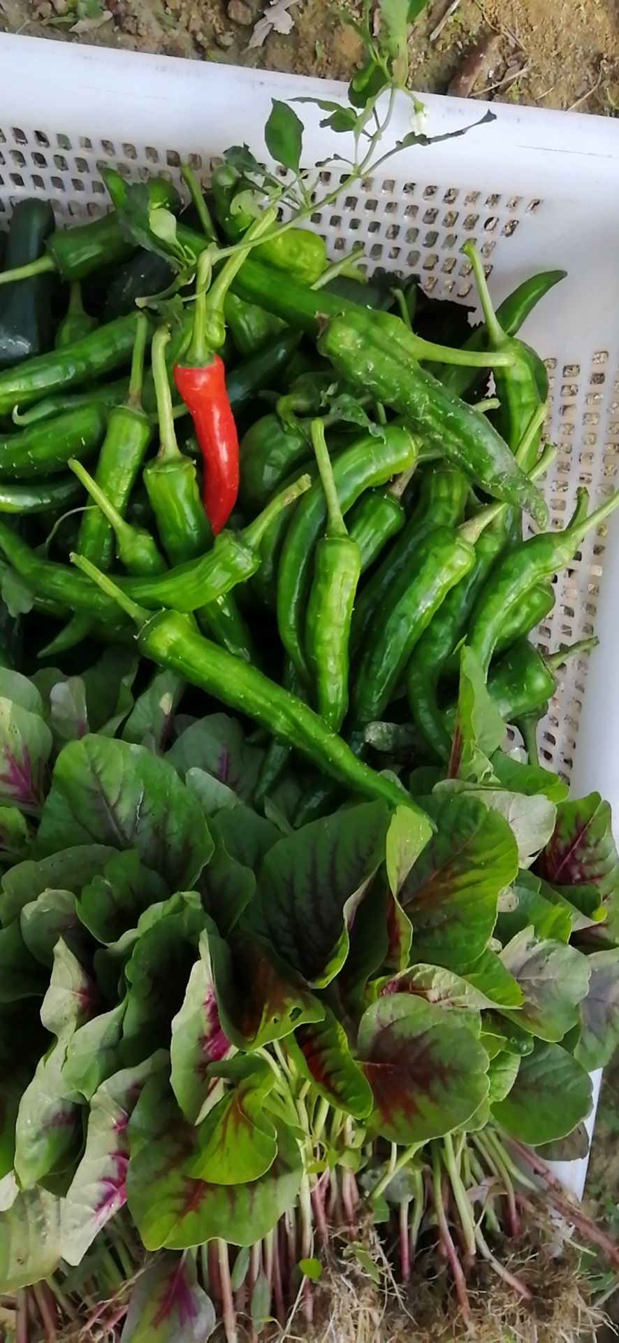 Now heat green " coloring " problem