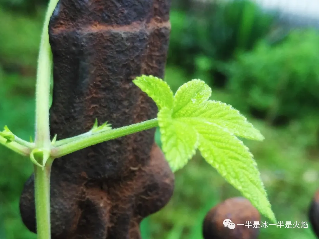 散文诗：夏天，夏至，夏安-第4张图片-诗句网