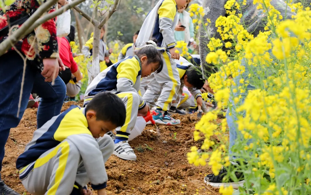 “我们”有一块地这就播种去丨天府新区元音小学劳动实践基地启动