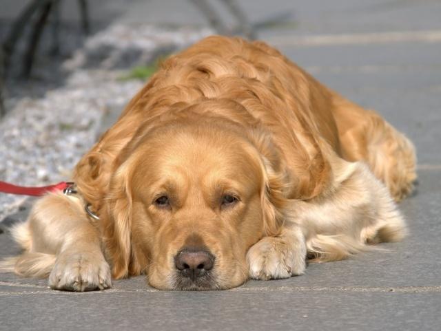 狗狗冷知识，从狗睡觉的姿势，能看出它对主人的态度