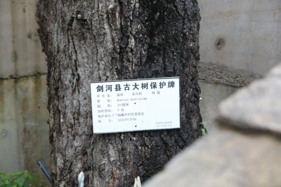 高速通车 古树不搬家