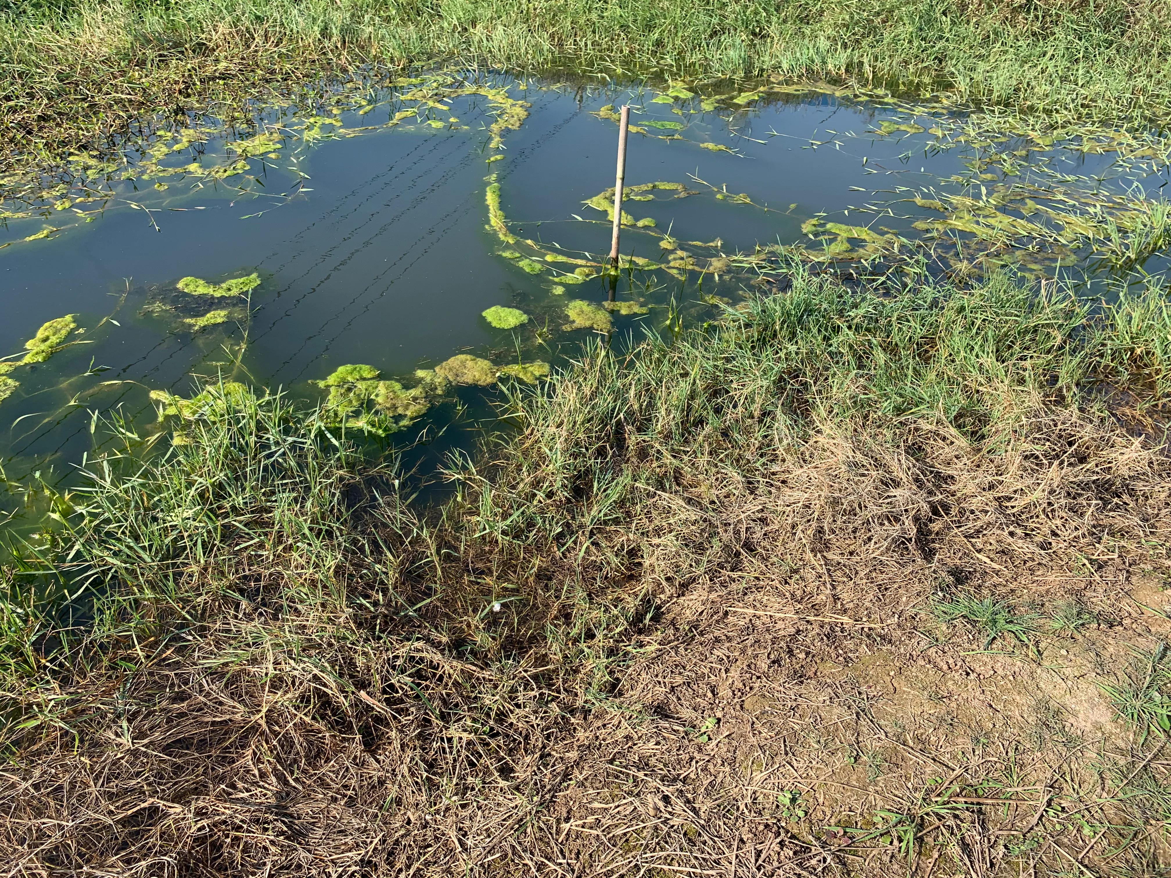 低温给小龙虾投喂豆浆和豆粕到底需不需要煮熟？直接投生的就行