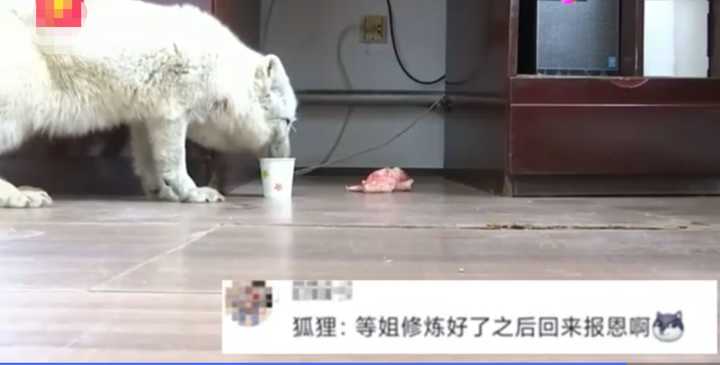 不愧是“狐貍精”，知道“有困難找警察”！東北銀狐進派出所求助
