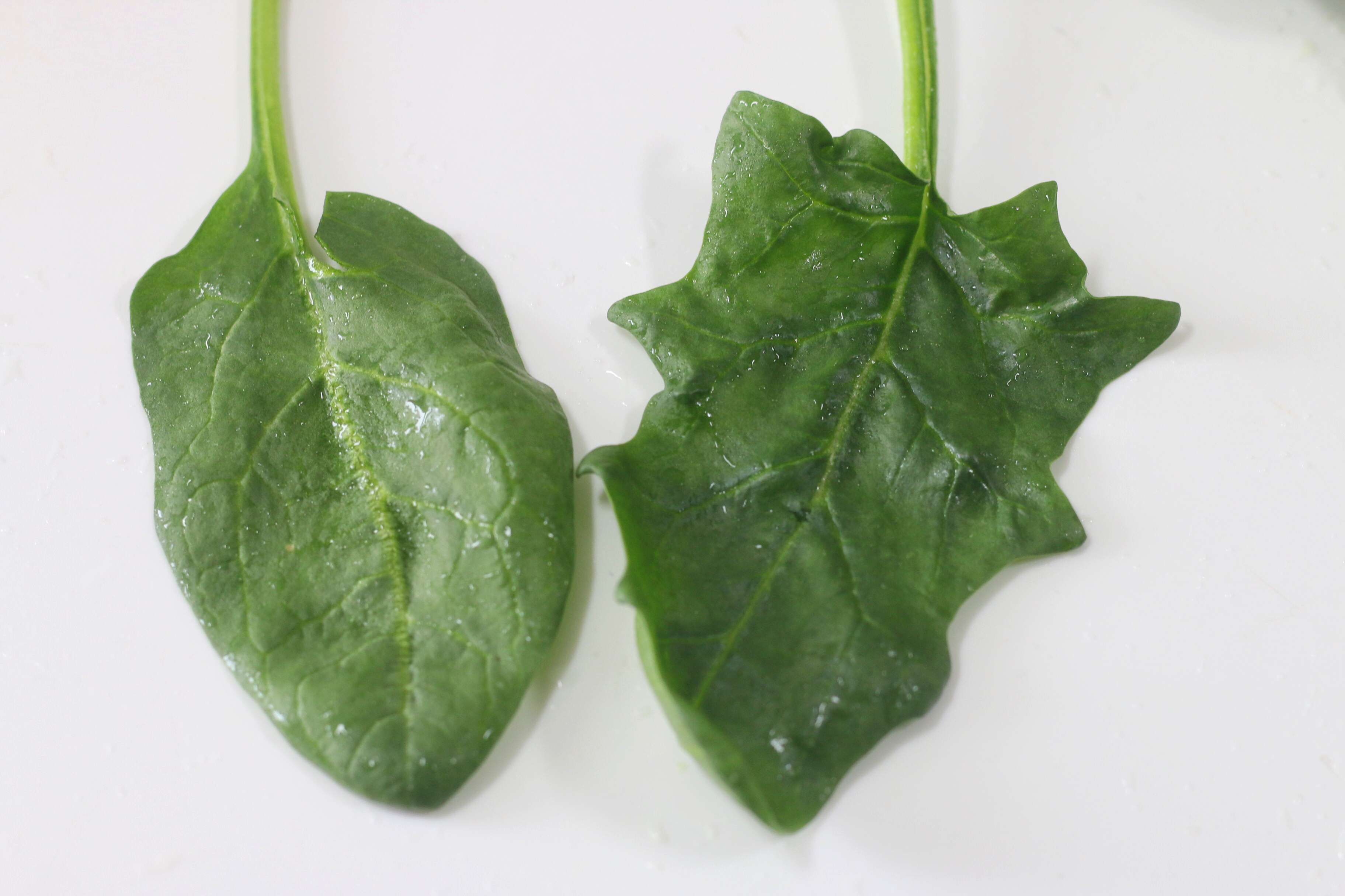 春天的打滷麵，是跟菠菜息息相關的，醬香味足，來上1大碗，真香