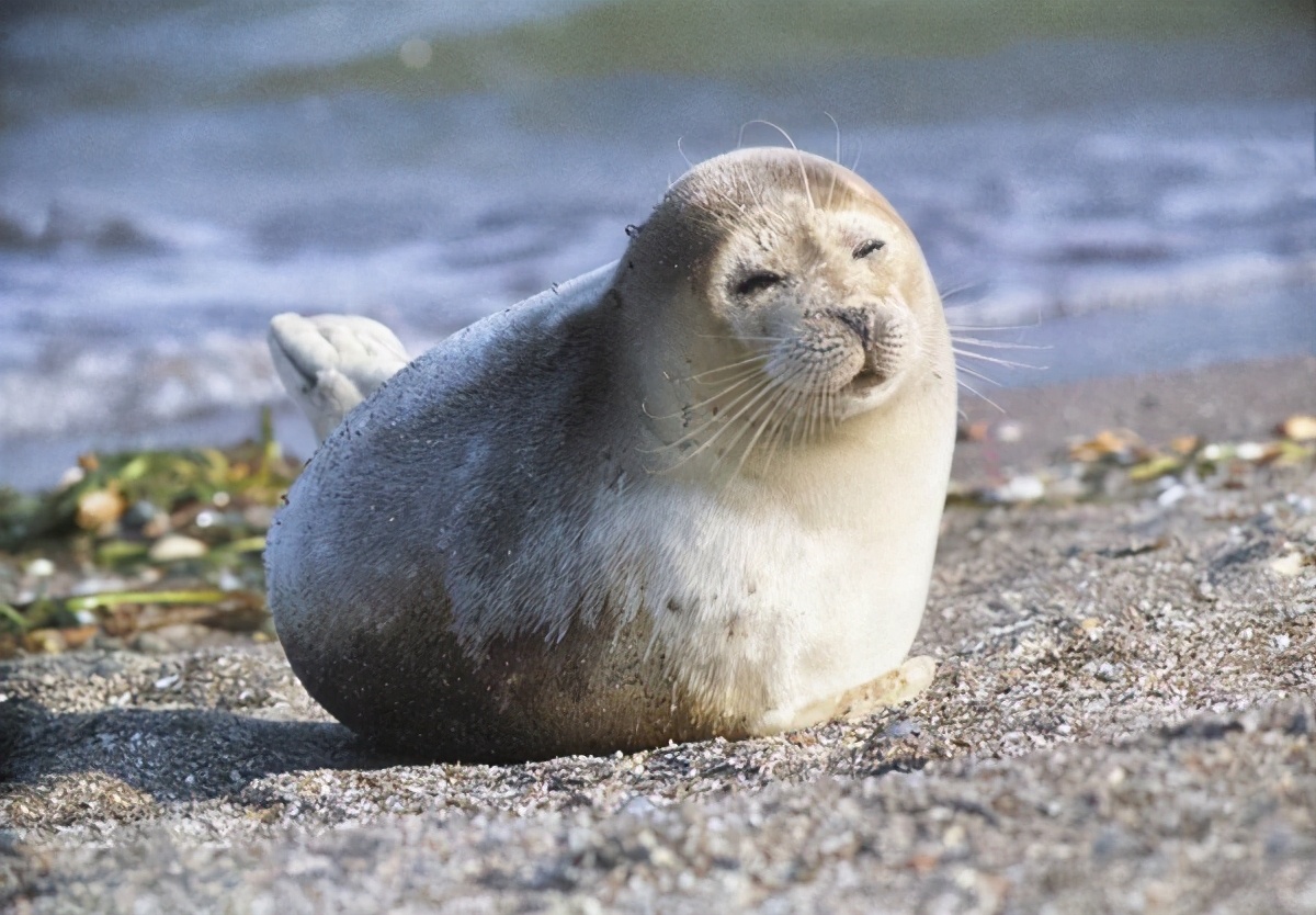 海豹 海狗 海狮 海象和海牛 这些 海 字辈的 你分得清吗 头条汇