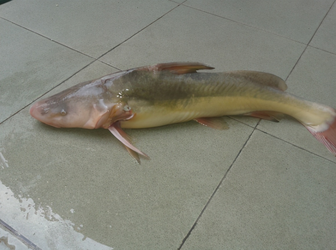 长吻鮠人工繁育及养殖技术