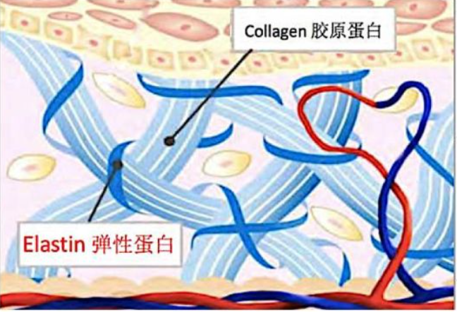 “抗老成分”三巨头：视黄醇、胜肽、玻色因，功效作用谁更强？