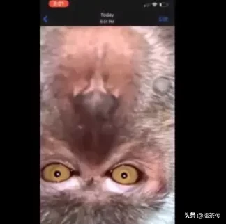 马来西亚一猴子偷手机后疯狂自拍还录制了一段“吃播”视频