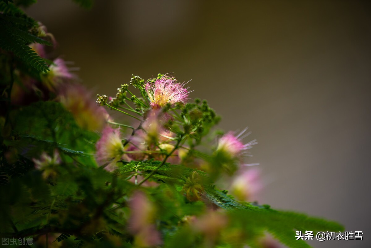 从古诗合欢花四首，解读父母爱情，一生一世一双人-第1张图片-诗句网