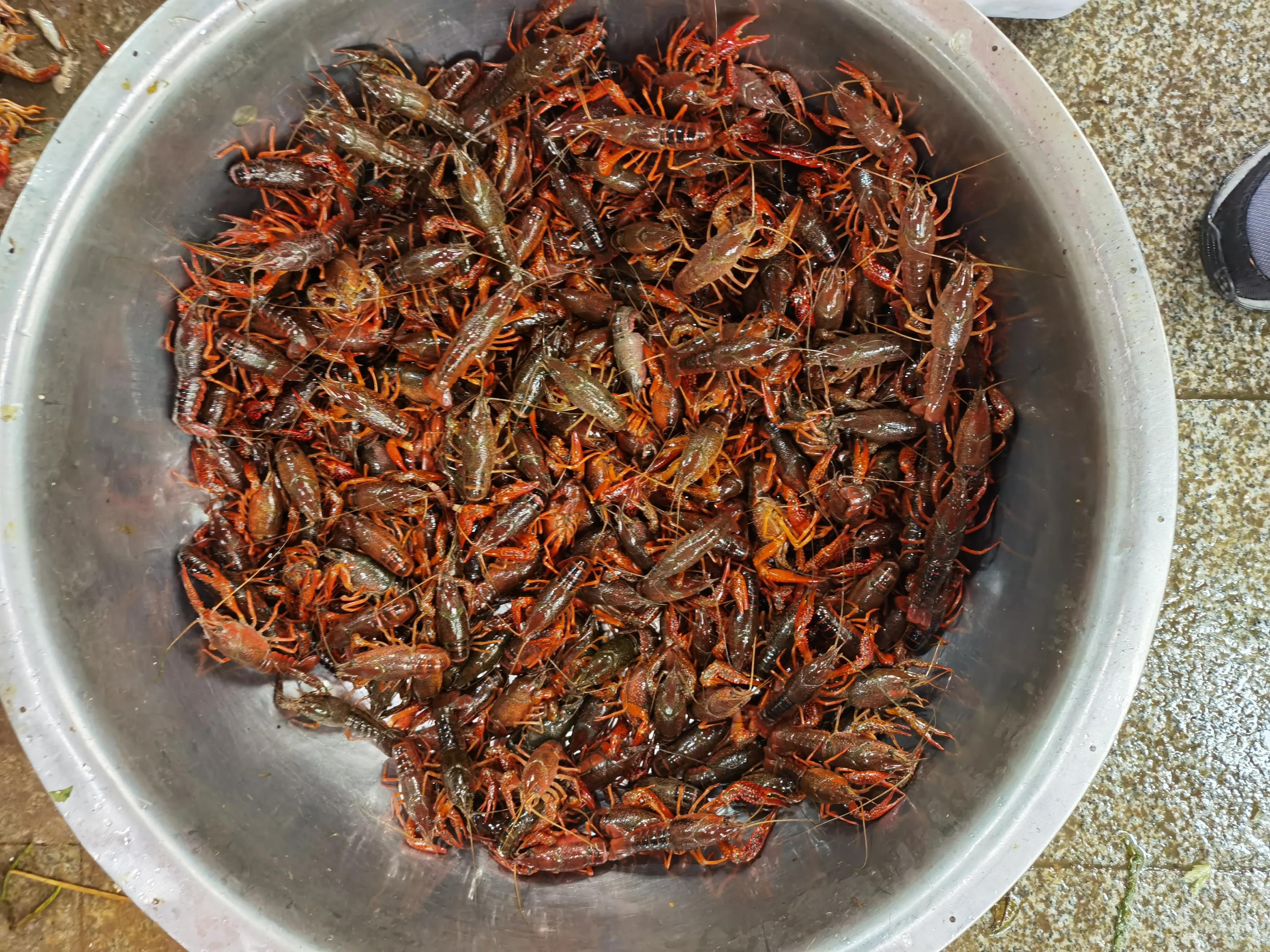 龙虾泛滥！随手都可以抓到！钓鱼人：鱼钓不到，咱钓龙虾