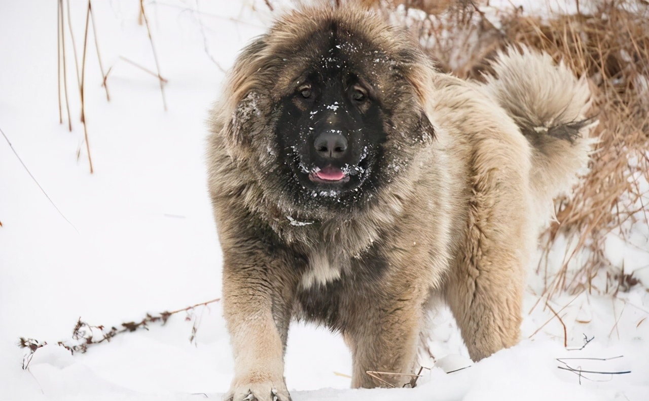 男孩挑衅大型犬，不料狗狗破门而出，将男孩扑倒，幸好狗狗讲武德