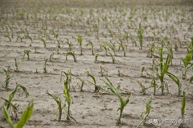 大风+雷暴+暴雨+冰雹，5月冷暖气流变化剧烈，农民：罕见，毁庄稼