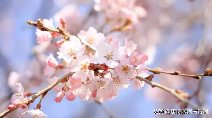 描写桃花的诗句大全:两株桃杏映篱斜，妆点商州副使家