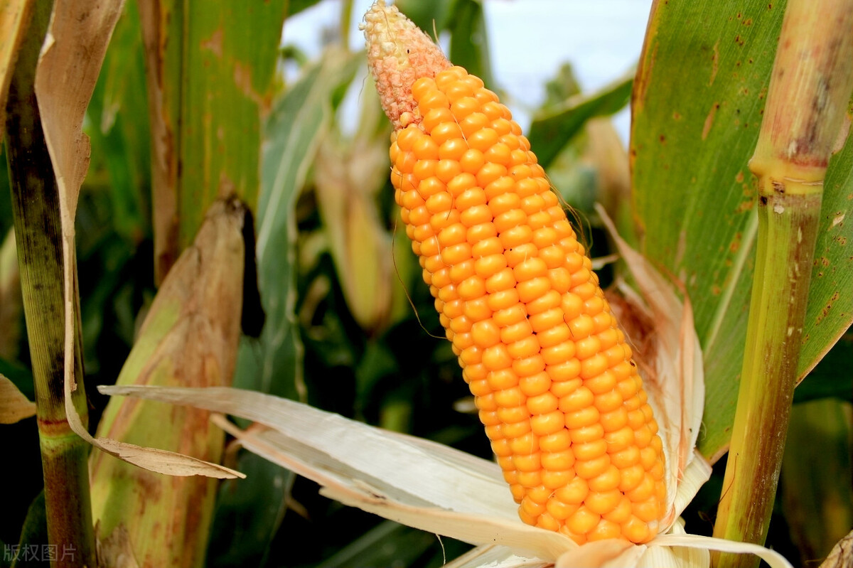 水煮玉米有技巧，多加1樣調料，煮出的玉米又香又甜糯