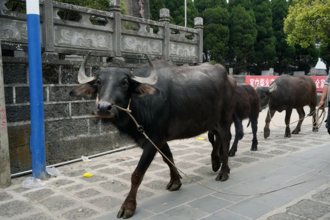 硬核！央视《味道》拍摄在腾冲完美收官！