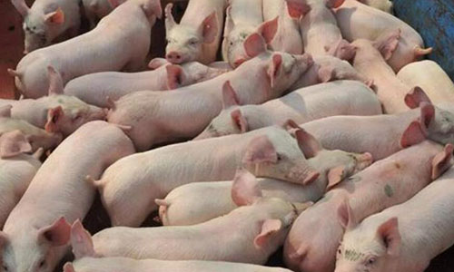 养了27年的猪，成河南首个千亿富豪，财富一年涨