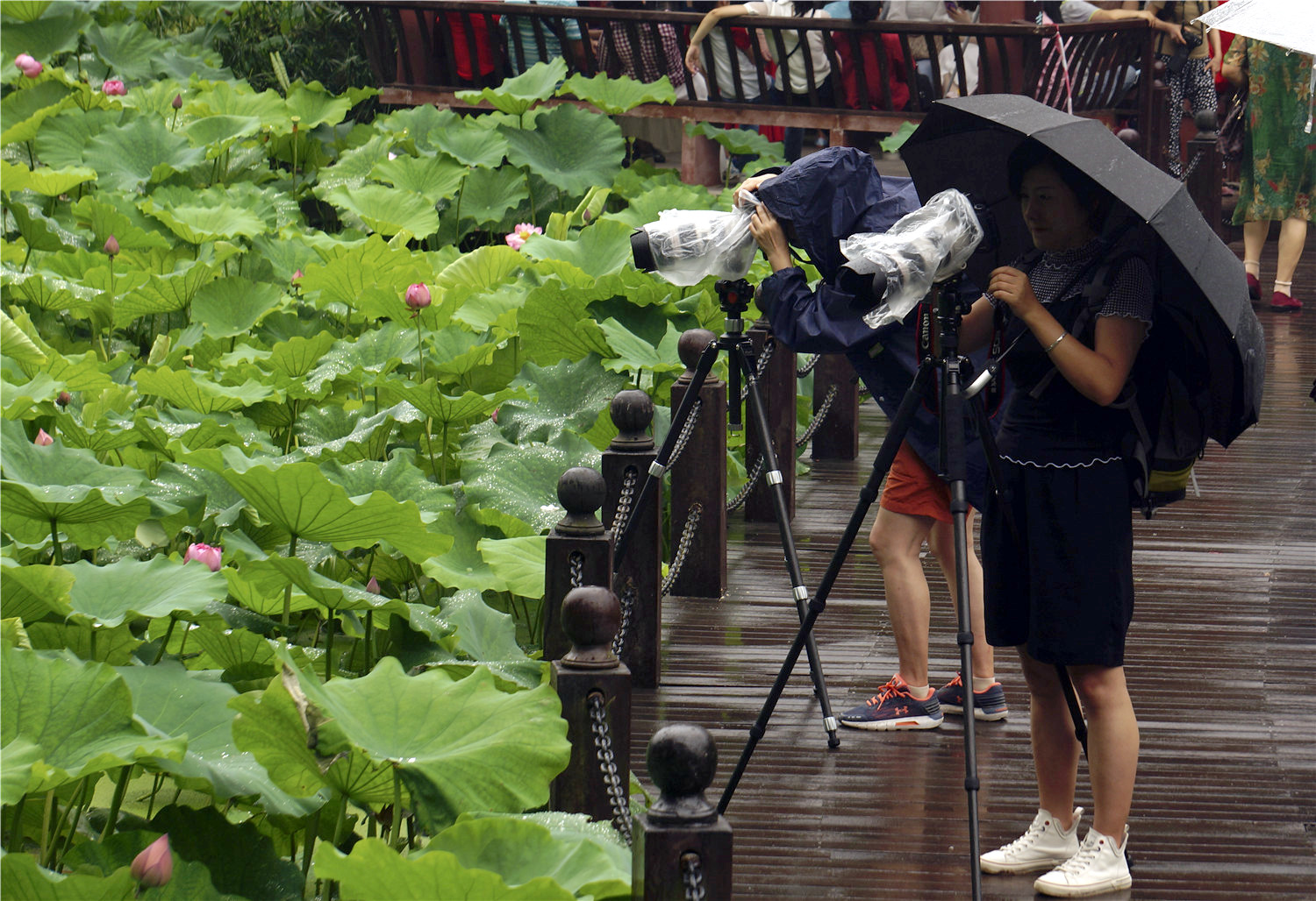 重庆荷花拍摄地：轨道直达的华岩寺，用手机就能拍出大片