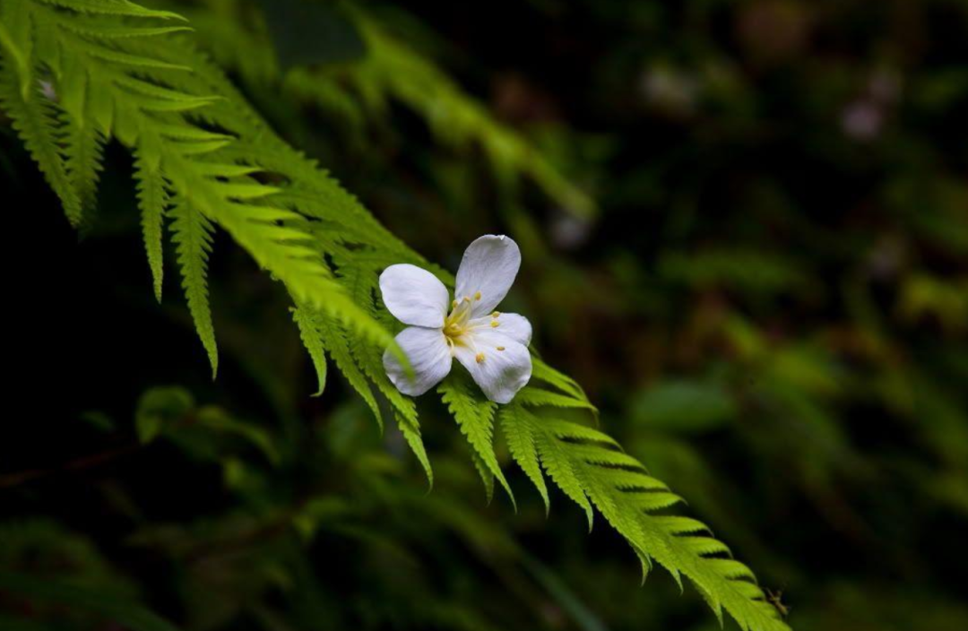 紫桐花发即清明，十二首桐花的诗词，又沉静又素雅-第15张图片-非凡网