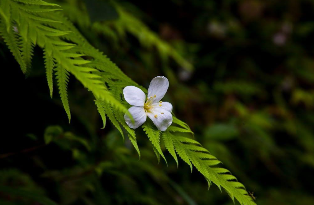 紫桐花发即清明，十二首桐花的诗词，又沉静又素雅-第15张图片-诗句网