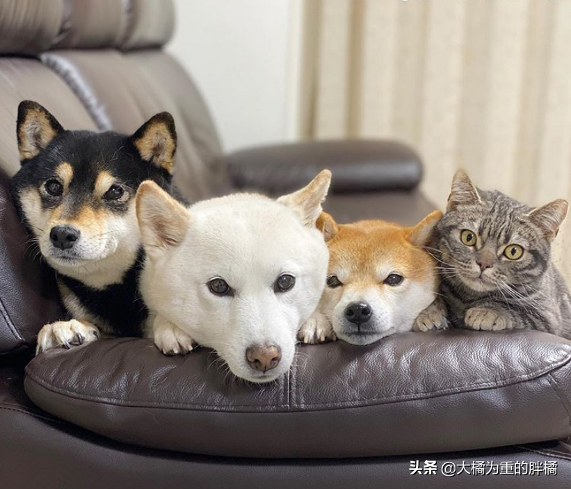 日本一貓咪認為自己是條狗，從小有柴犬三姐弟陪伴，幹啥都在一起