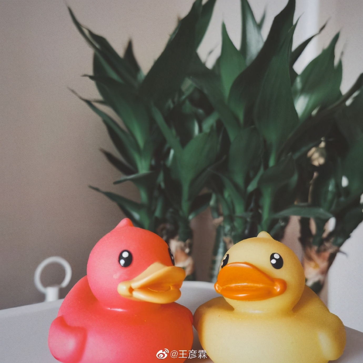 艾佳|王彦霖承认与艾佳妮恋情 并晒出两人的大学合照