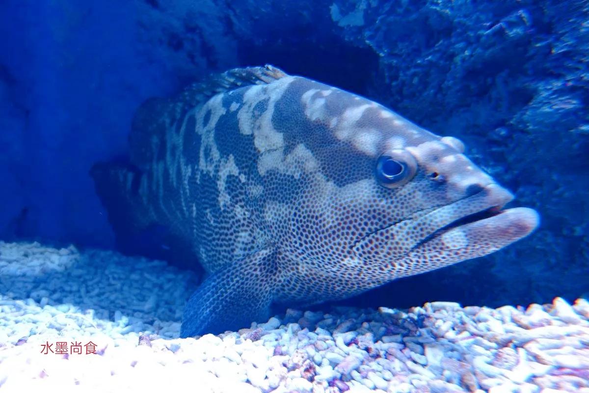 春天 這6種海魚正鮮嫩肥美 無法人工養殖純野生 內行人都懂吃 水墨尚食 Mdeditor