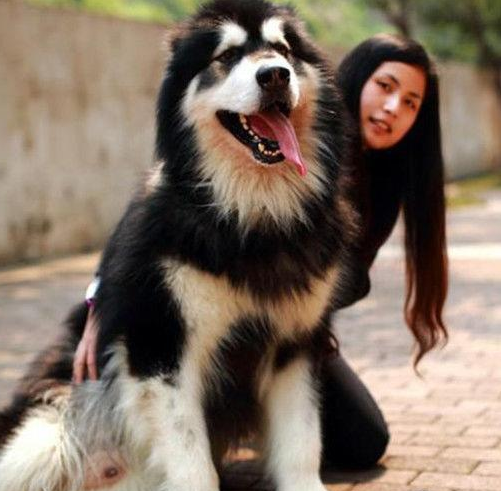 訓狗新手必看！阿拉斯加犬怎么訓練讓它聽話服從？