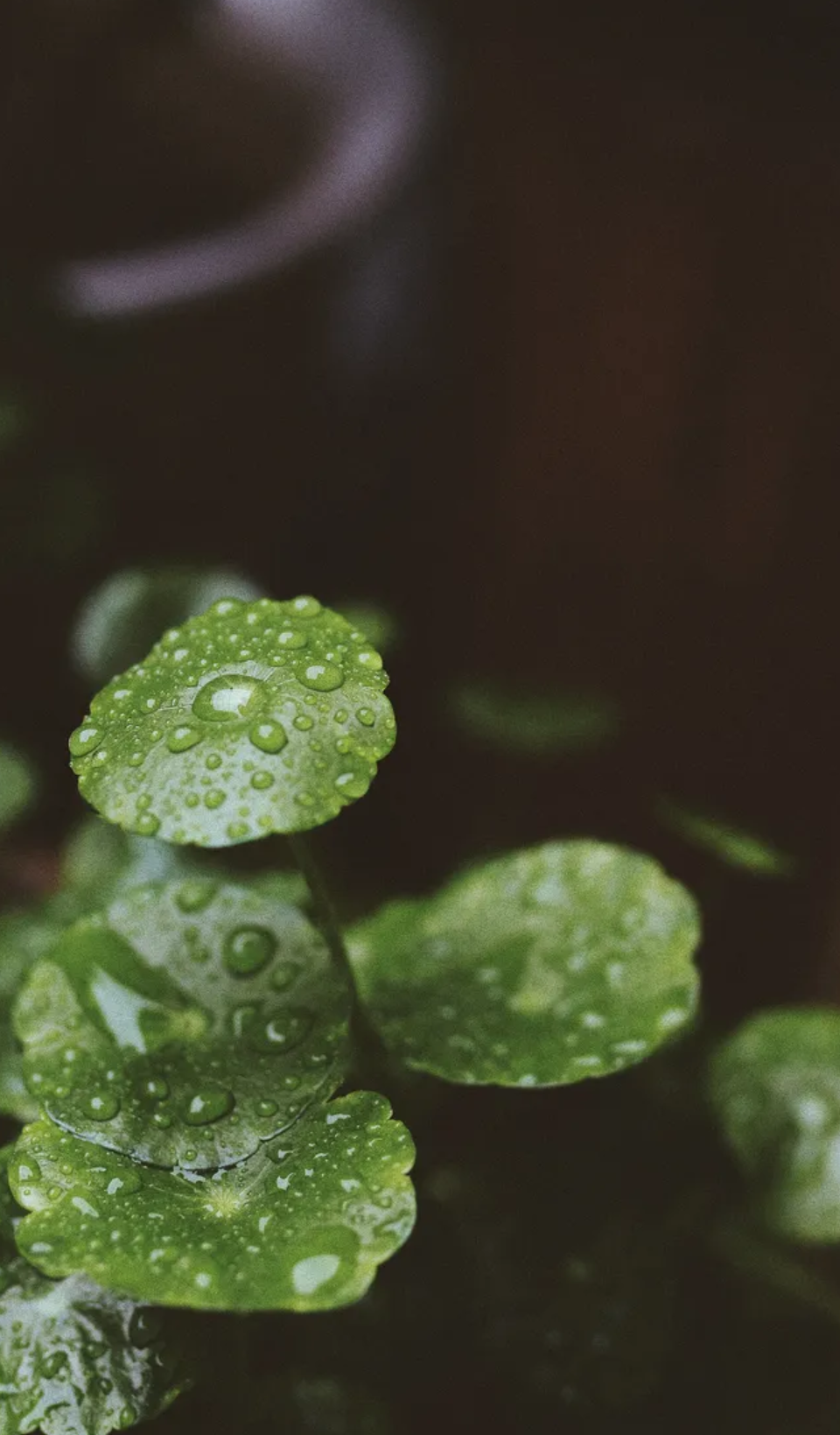 有关小雨的诗词，让小雨驱散夏日的炎热-第1张图片-非凡网