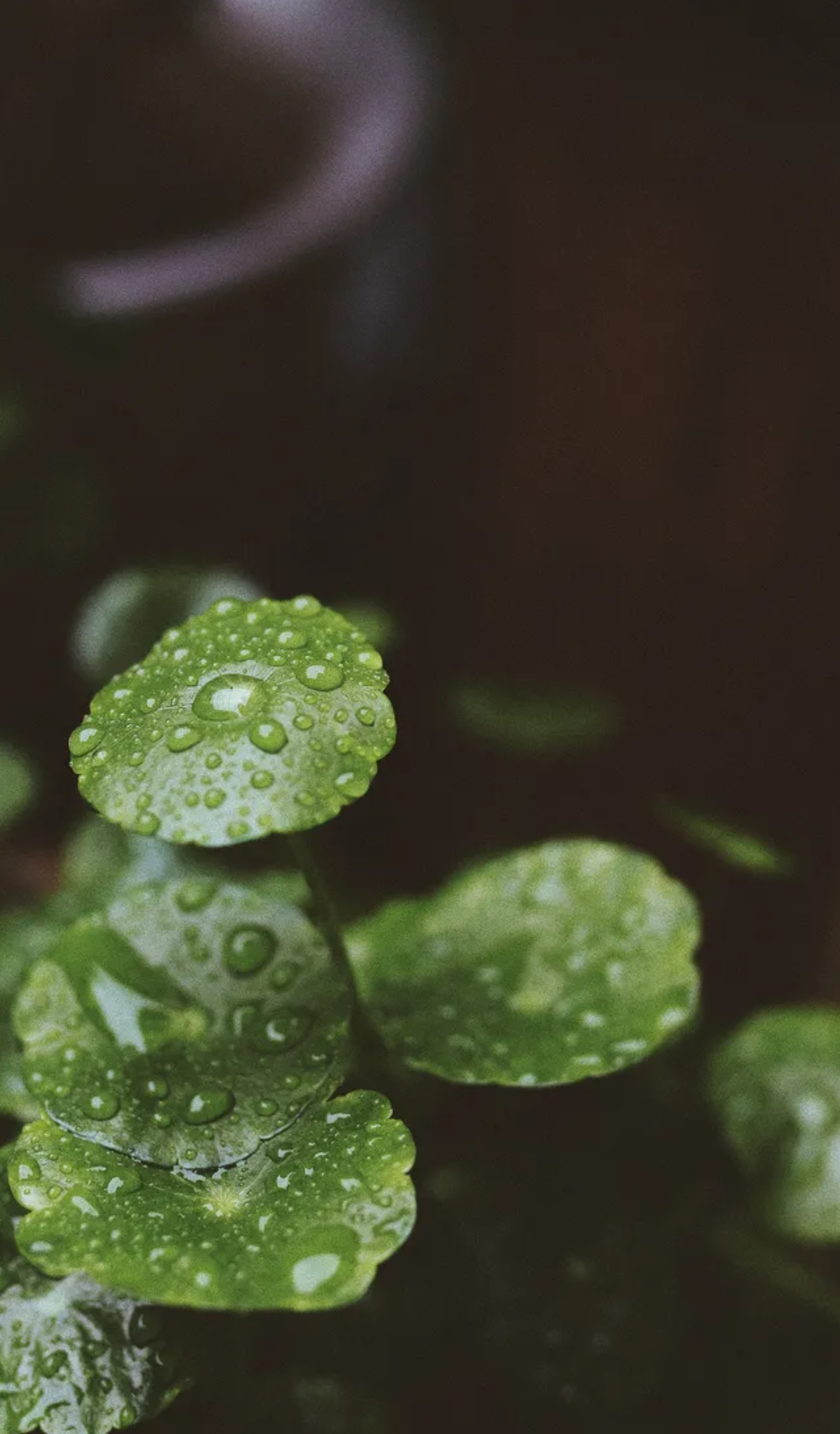 有关小雨的诗词，让小雨驱散夏日的炎热-第1张图片-诗句网